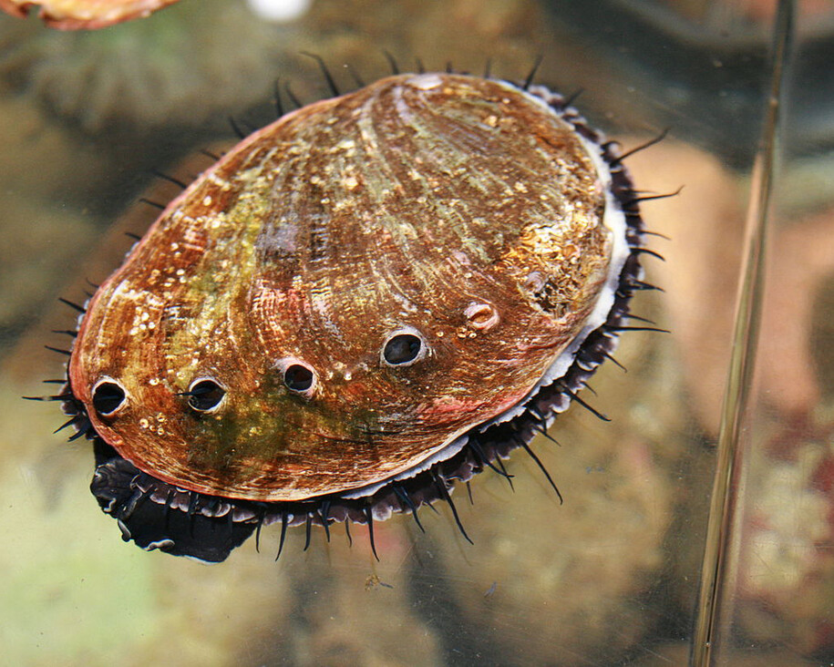 Shells. Courtesy of The Natural History Museum