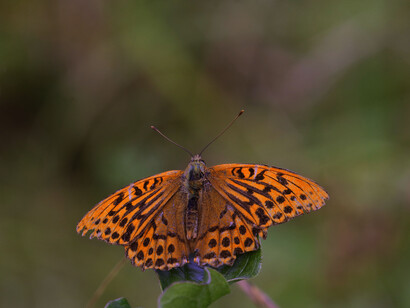 Small Copper typical full frame image for identification use © Gehan de Silva Wijeyeratne
