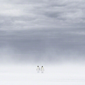 Whiteout: Visions from an Eternal Winter. Courtesy of Paul Nicklen Gallery