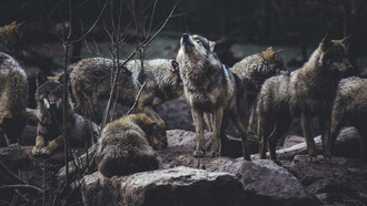 Dans le silence des montagnes, la meute veille sur des secrets plus anciens que les hommes
