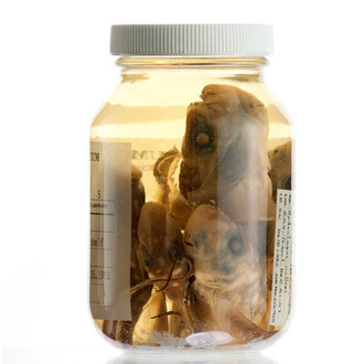 Ichthyology. Courtesy of Royal BC Museum