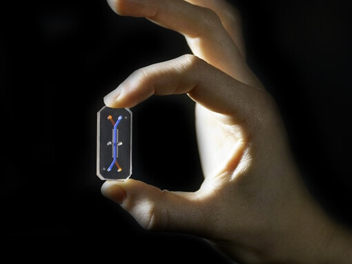 Si è ancora lontani dalla realizzazione di un body on chip, che ricostruisca la complessità dell’organismo