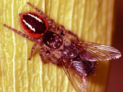 Philaeus chrysops