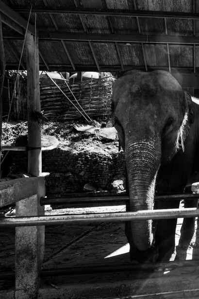 Refugio de elefantes en Chiang Mai, Tailandia