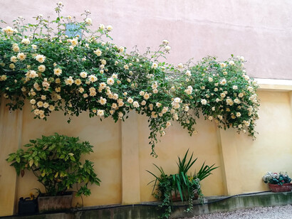 Il giardino con la Rosa Rev d'Or Foto di Cristina Motta