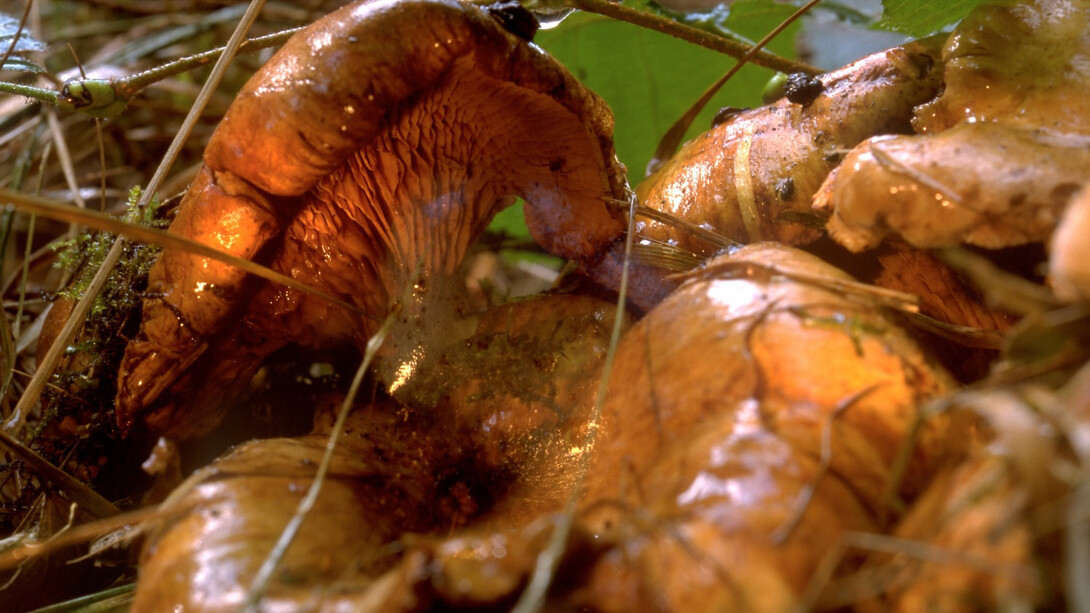 Peter Fischli and David Weiss, Untitled (Funghi 30) (detail), 1998/2008. Courtesy of Galerie Eva Presenhuber