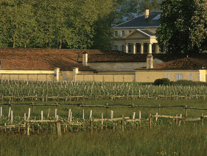 Vineyard in United States