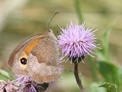 Meadow Brown in London's Green Park © Gehan de Silva Wijeyeratne