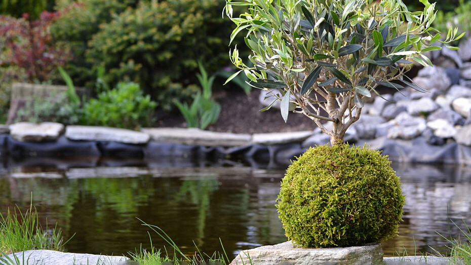 Kokedama: l'arte giapponese per il benessere psicofisico