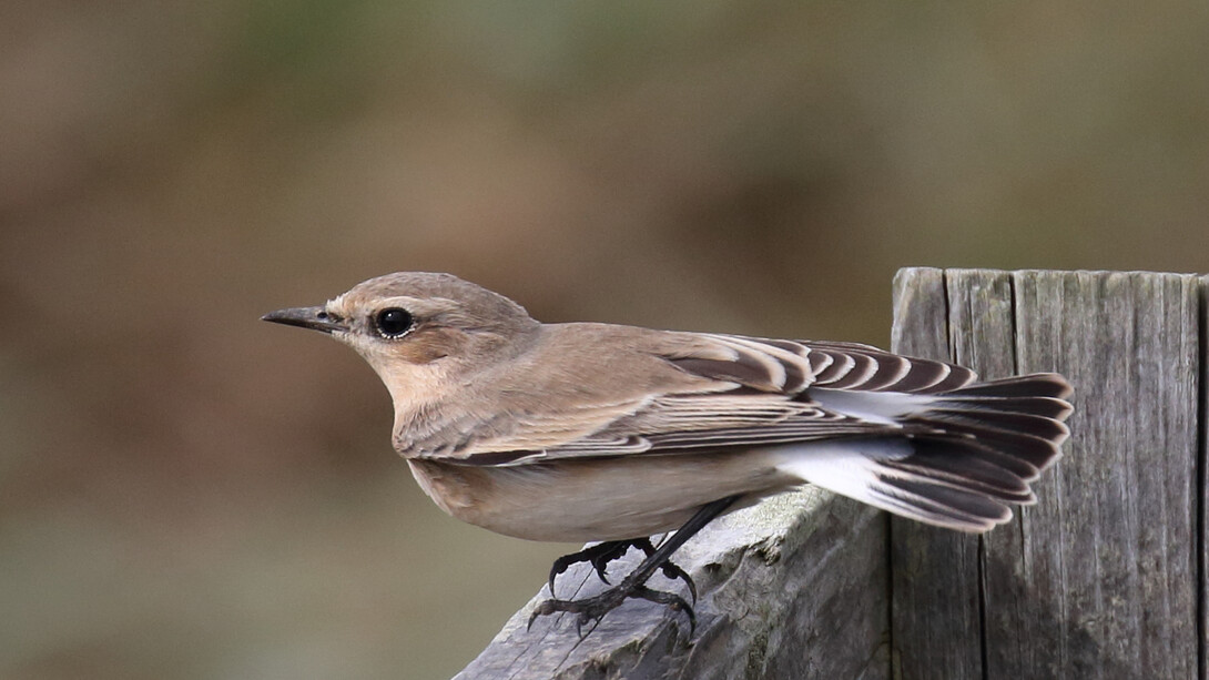 Northern Wheatear, a summer visitor to Britain