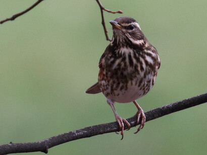 Redwing are winter visitors to Hyde Park © Gehan de Silva Wijeyeratne