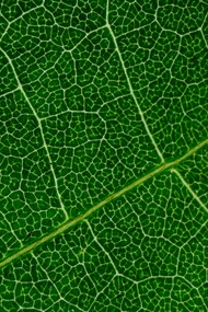 As imperfeições naturais, como frutos do acaso, podem ser embelezadas pela arte poética
