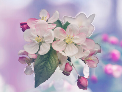 White and pink magnolias in bloom