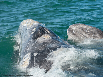 Grey Whale ©  Chris Breen  (Wildlife Worldwide)