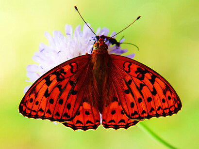 Mariposa posada en una flor