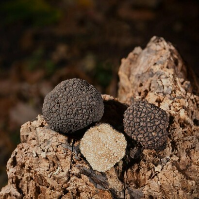 Un primo piano di un prezioso tartufo nero, simbolo di eccellenza gastronomica, pronto a esaltare i sapori dei piatti più raffinati