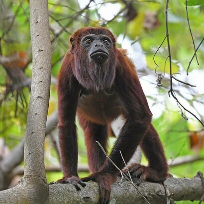 Scimmia urlatrice rossa colombiana (Alouatta seniculus), Colombia