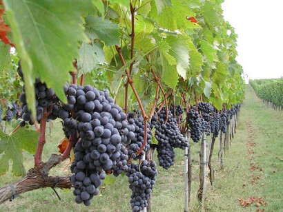 Come il vento nel mare