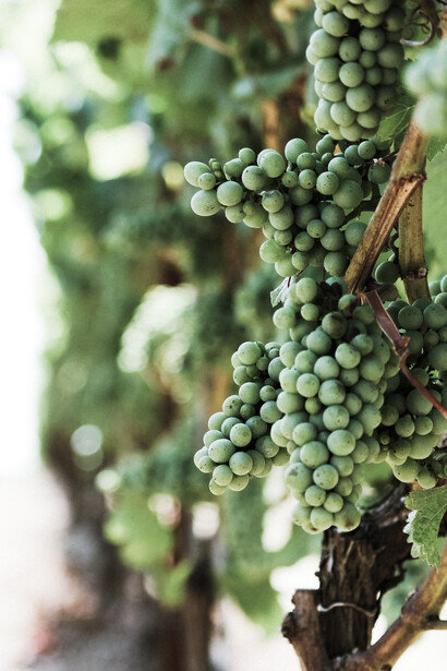 I vini della tenuta Planeta. Ph J. Hauf