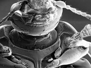 Boyle Family, Studies of Animal Life, Barcelona Site, World Series, 2000-2009 © Boyle Family, Londres