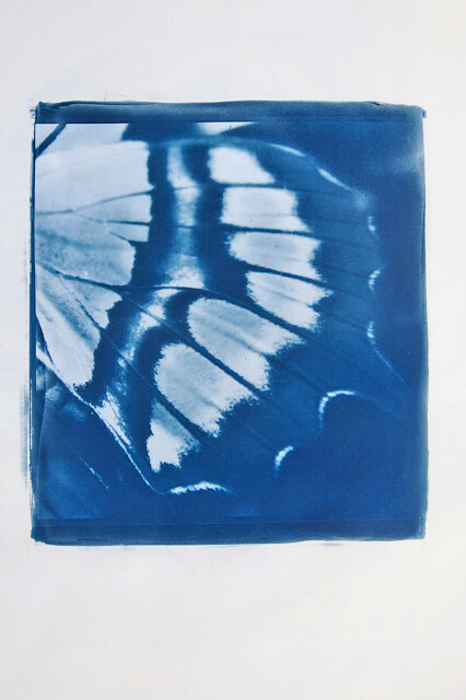 Elisabeth Scheder-Bieschin, Schmetterling, cyanotype photogram, 2015, courtesy of the artist 