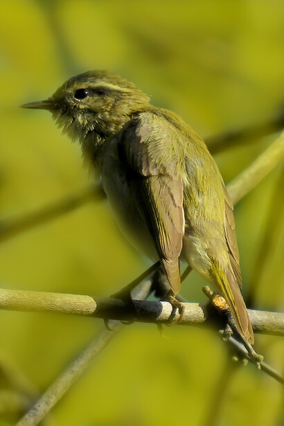Tickel's leaf warbler, Panchagani © Ashish Kothari