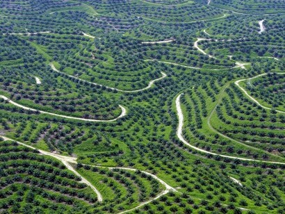 Las plantaciones de 'Elaeis guineensis' ocupan ya enormes extensiones del territorio indonesio en detrimento de la selva autóctona