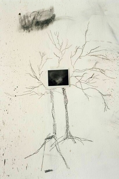 Saul Fletcher, Untitled #288 (twin trees), 2013, C Print, 7 x 5 9/8 inches, Courtesy Anton Kern Gallery, New York