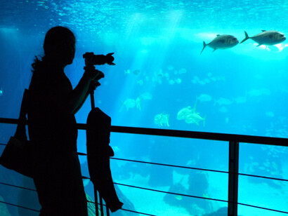 El Oceanário de Lisboa fue nombrado el mejor oceanográfico del mundo en 2015