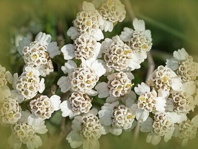 Achillea millefolium. Os detentores do conhecimento culinário relativo às cozinhas regionais, na sua maioria locais anónimos, em conjunto com autarquias empenhadas em salvaguardar o património gastronómico regional, têm desempenhado um papel fundamental na recuperação e valorização dos seus usos e saberes