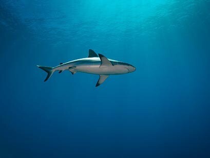 Gli squali hanno una reputazione negativa ma in realtà pochissime specie costituiscono un pericolo per gli esseri umani