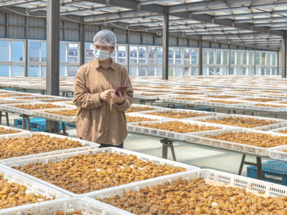 An Asian female technician works in a candied fruit processing factory, utilizing blockchain technology to enhance sustainable farming practices and ensure rigorous food quality control