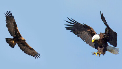 Un águila real y un águila calva en vuelo