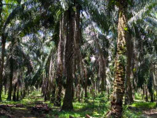 The interconnectedness of palm oil plantations, environmental activism, and corporate strategies
