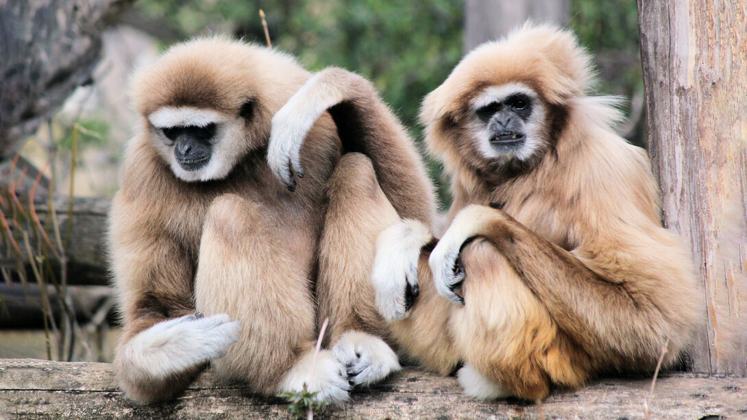 Le femmine, a qualsiasi specie appartengano, competono tra loro per la scelta del partner maschile nel pieno delle capacità riproduttive? 