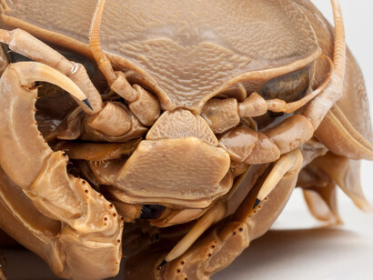 Rare, Beautiful & Fascinating. Courtesy of Florida Museum of Natural History