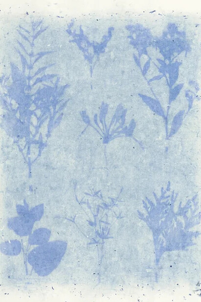 Amanda Marchand and Leah Sobsey, Herbarium plate 62 - Purple hyacinth (detail), 2023. Courtesy of Rick Wester Fine Art