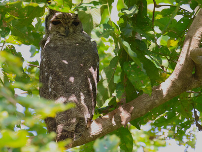 Greyish eagle owl in Farasuto, The Gambia © Gehan de Silva Wijeyeratne