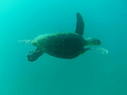 Tortoise in Ilha Grande