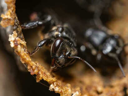 Insetto. Impatto ambientale: confronto tra l'allevamento di insetti e altre fonti proteiche tradizionali