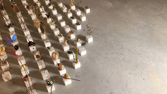 Alice Padovani, Solid, installazione, gesso e inclusioni organiche, dimensioni ambientali, 2019