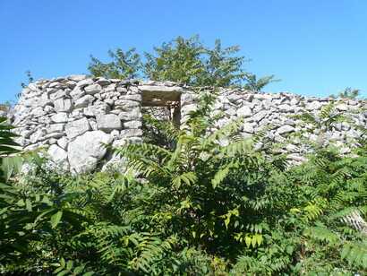 Ailanto nel parco