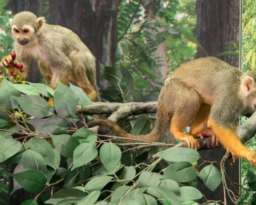 Monkeys. Courtesy of Royal Belgian Institute of Natural Sciences