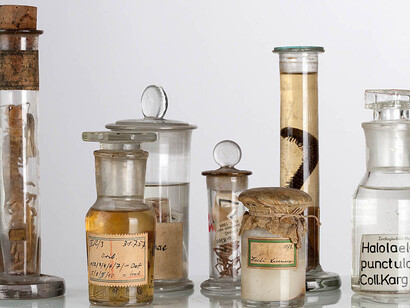 Spiders and Myriapods. Courtesy of Museum für Naturkunde