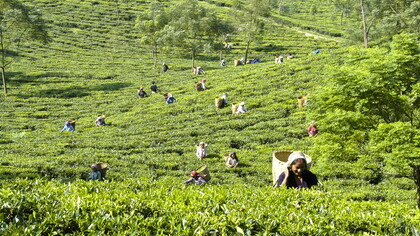 Lush field of tea pickers