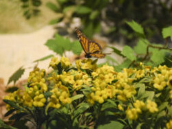 Botany Hall. Courtesy of Carnegie Museum of Natural History