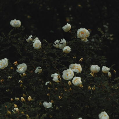 Flores. E foram as rosas como a que o Marido lhe oferecia diariamente até lhe ir preparar a travessia