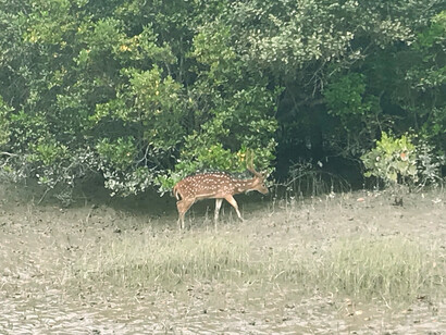 Parmi les racines et les ombres, le cerf axis défie la loi du chasseur et de la proie dans la région du fleuve Gange, en Inde