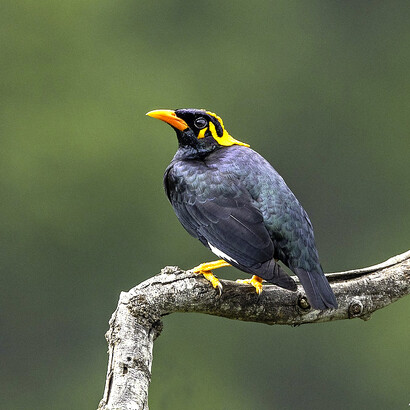 En la novela «La isla» de Aldous Huxley un ave similar al miná religioso tiene la función de recordar a las personas situarse en el aquí y el ahora