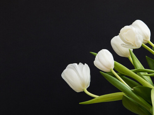 Il tulipano, emblema di grazia appassionata